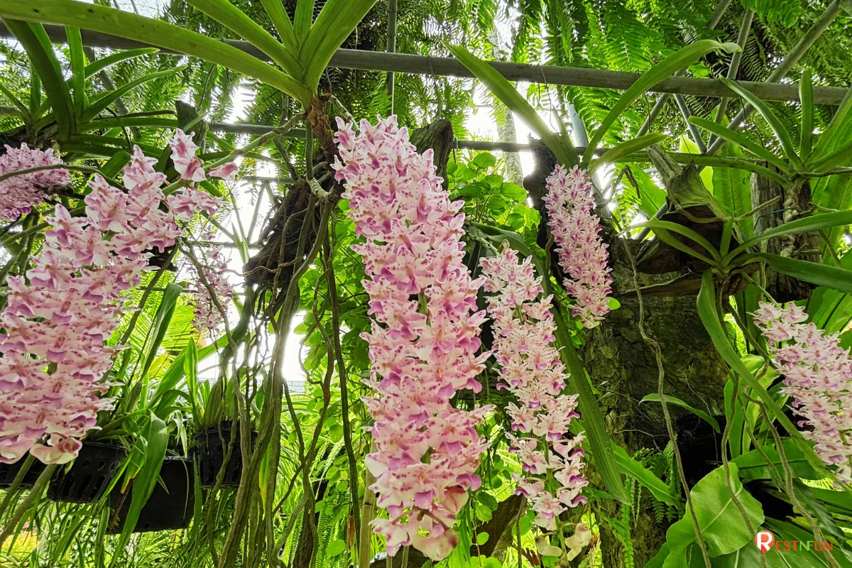 The flowers and trees at Nong Nooch Tropical Garden